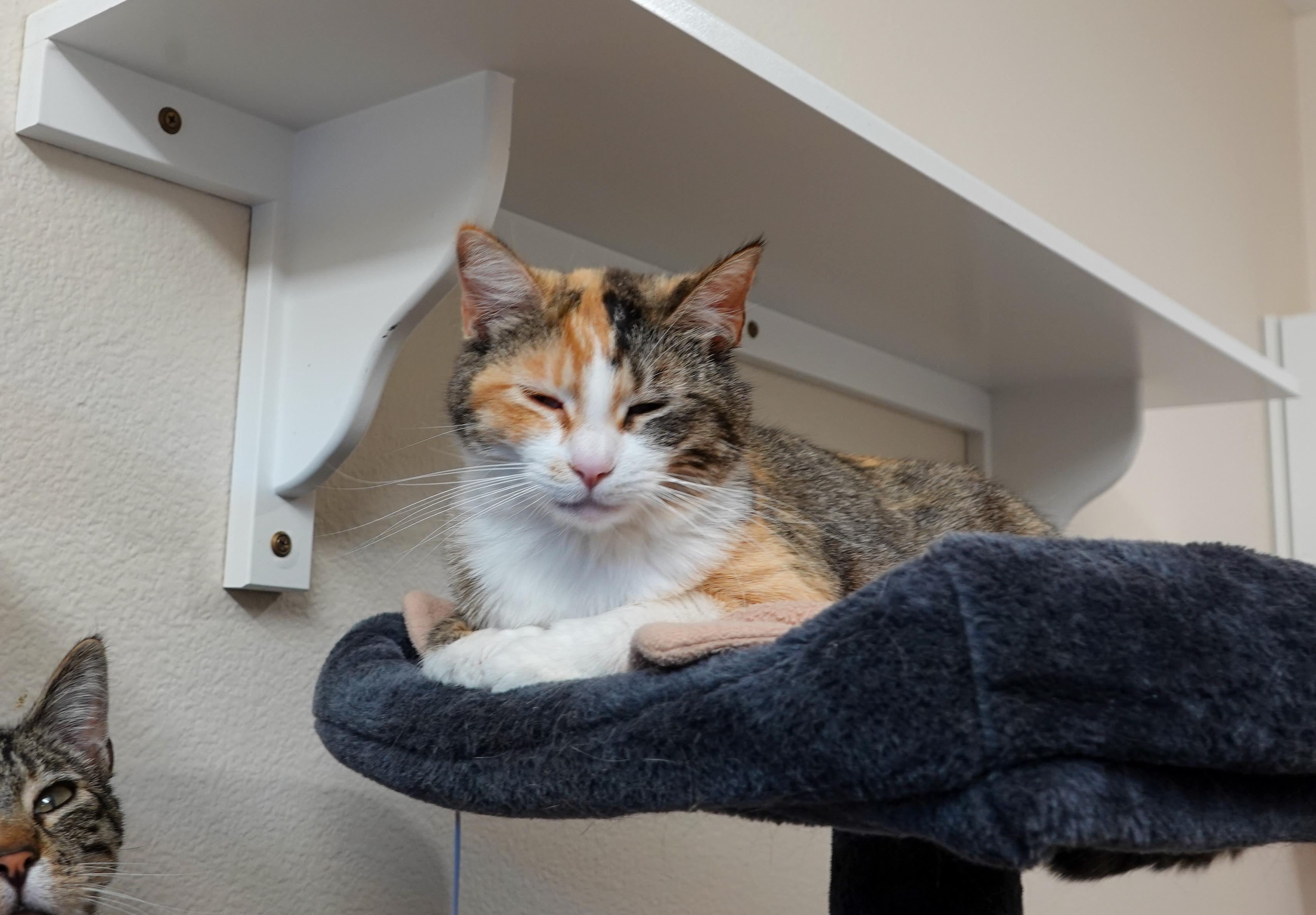 Beth, a ADOPTABLE Domestic Short Hair in Boise, ID image 3/3