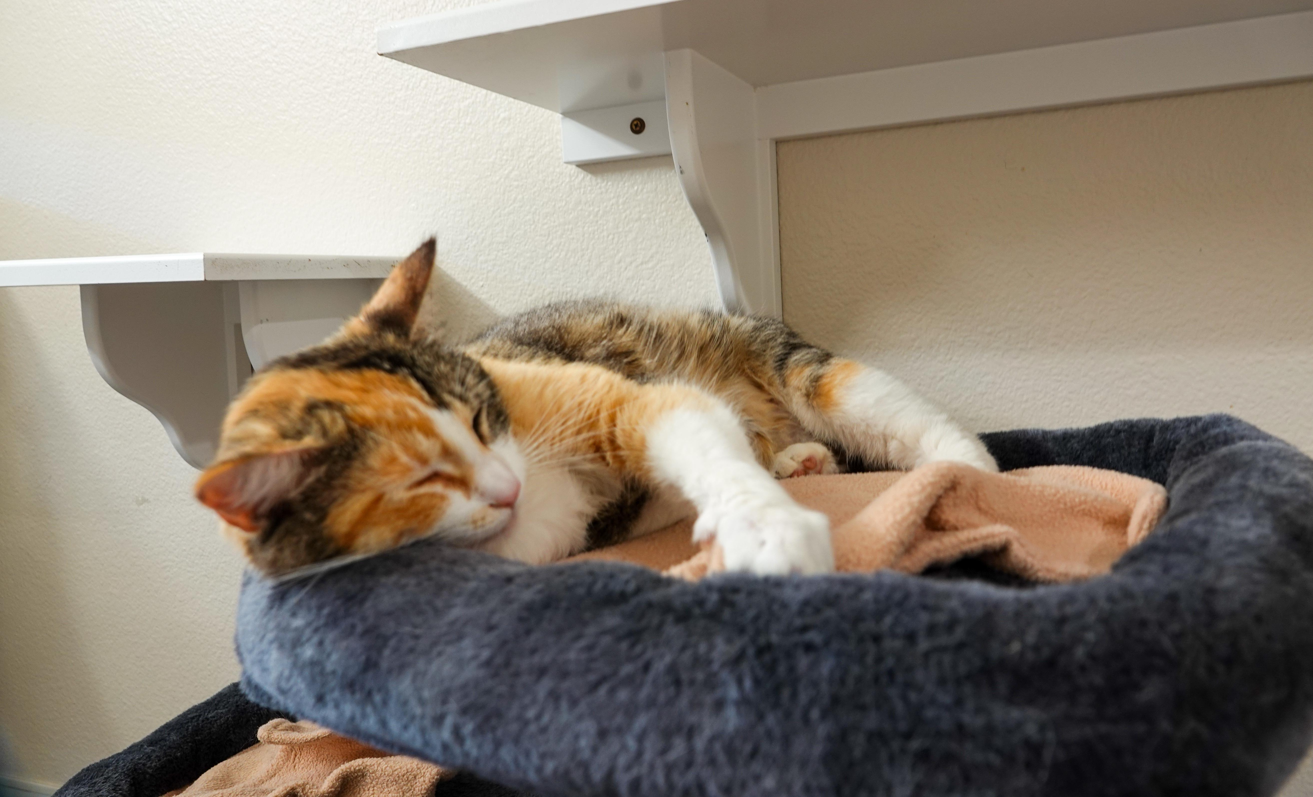 Beth, a ADOPTABLE Domestic Short Hair in Boise, ID image 2/3