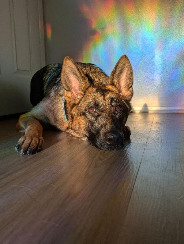 Enlarge Athena, a Adoptable German Shepherd Dog in San Diego, CA image 1/3