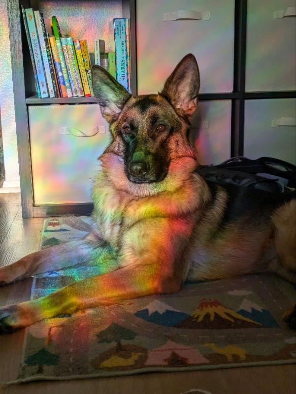 Enlarge Athena, a Adoptable German Shepherd Dog in San Diego, CA image 2/3