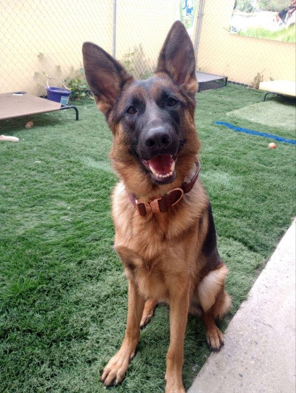 Enlarge Athena, a Adoptable German Shepherd Dog in San Diego, CA image 3/3