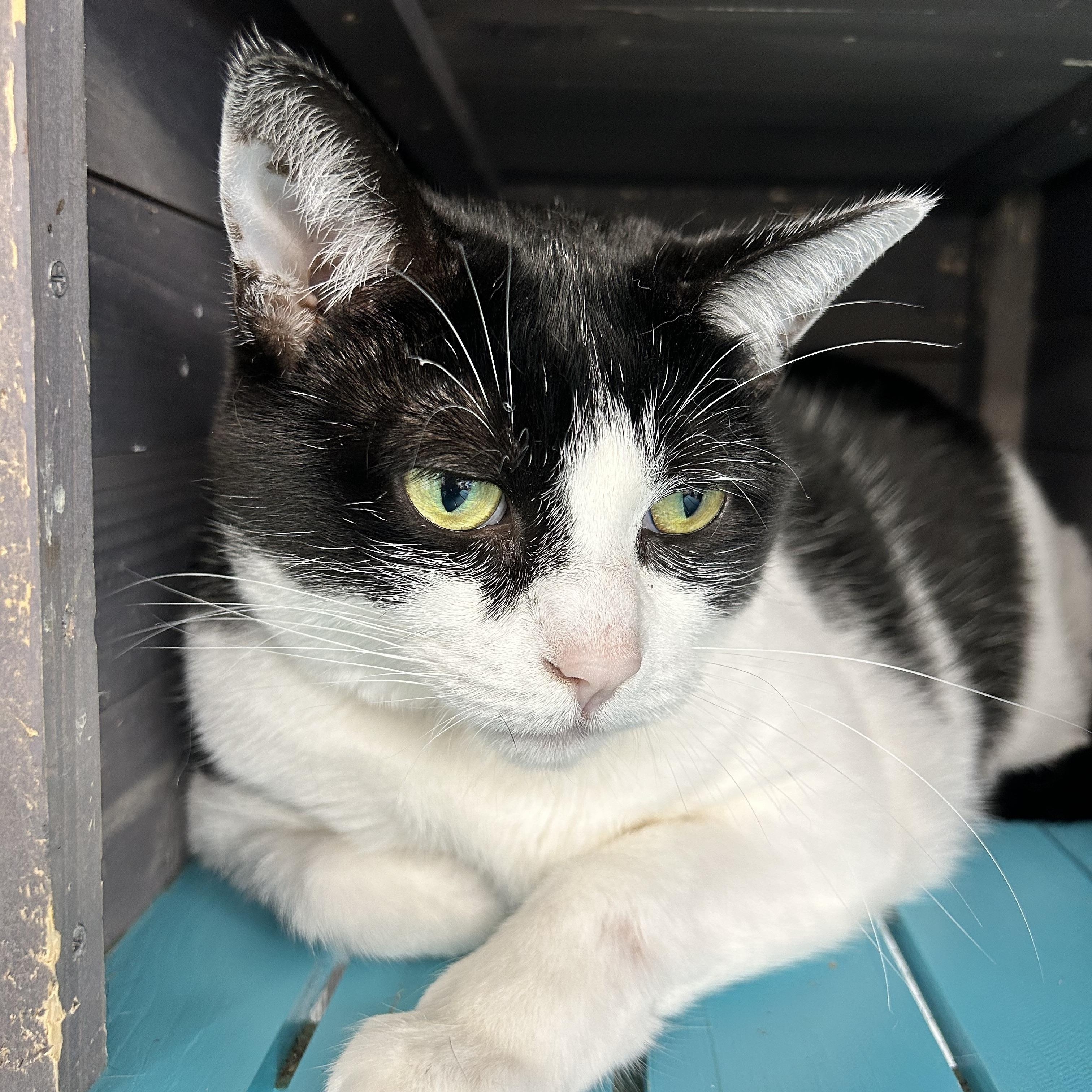 Enlarge Marge - CHOW HOUND, a Adoptable Domestic Short Hair in Grand Rapids, MI image 2/6