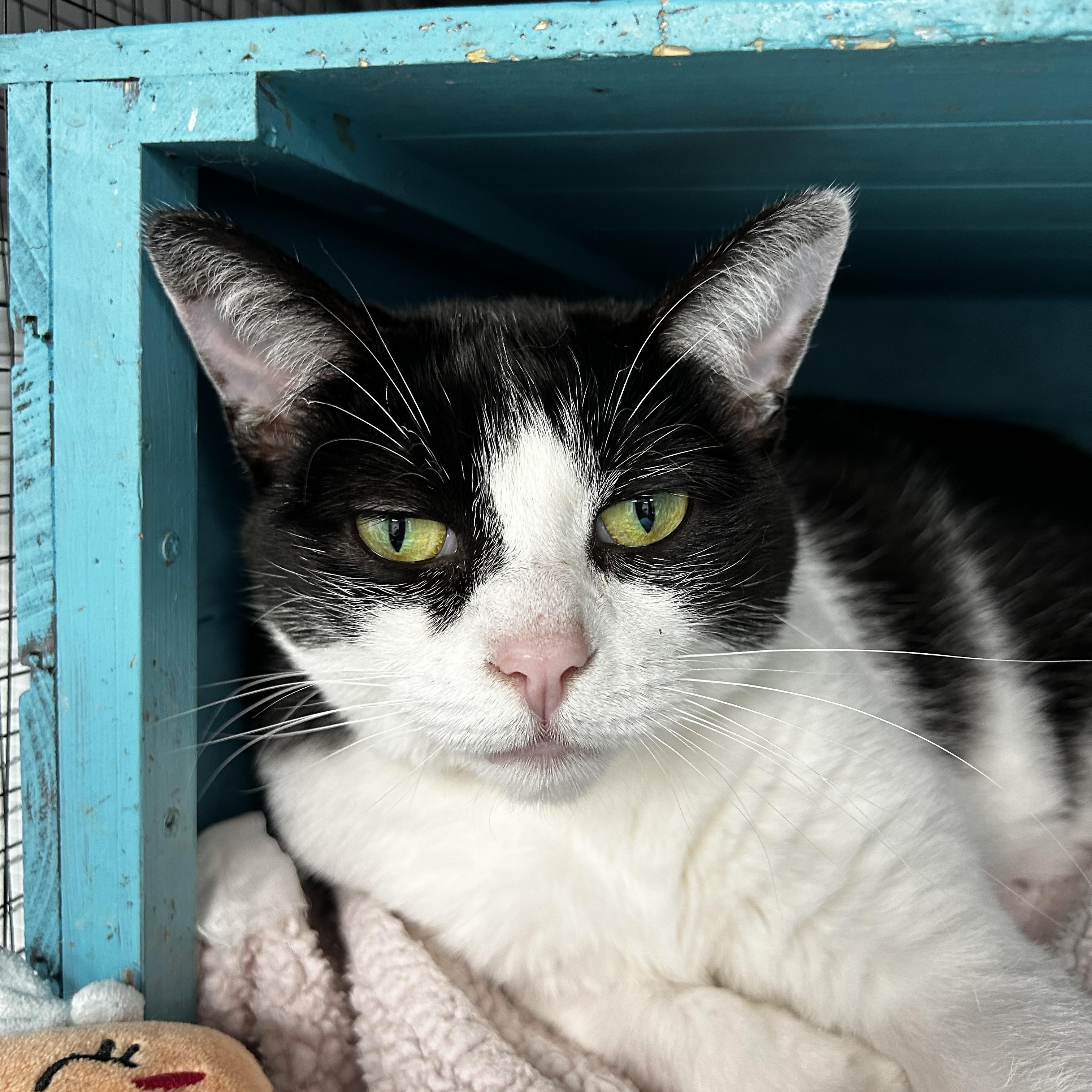 Enlarge Marge - CHOW HOUND, a Adoptable Domestic Short Hair in Grand Rapids, MI image 5/6