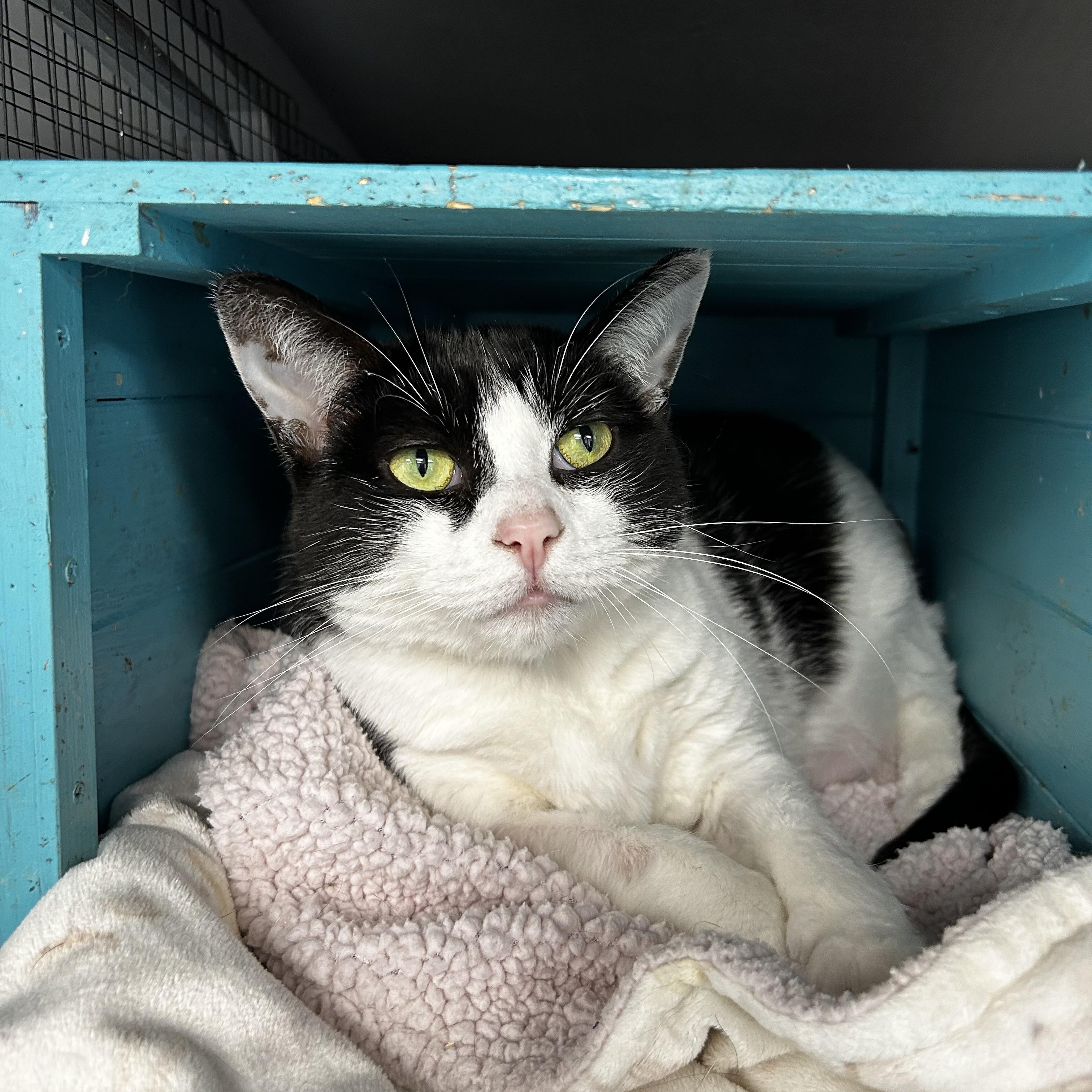 Enlarge Marge - CHOW HOUND, a Adoptable Domestic Short Hair in Grand Rapids, MI image 4/6