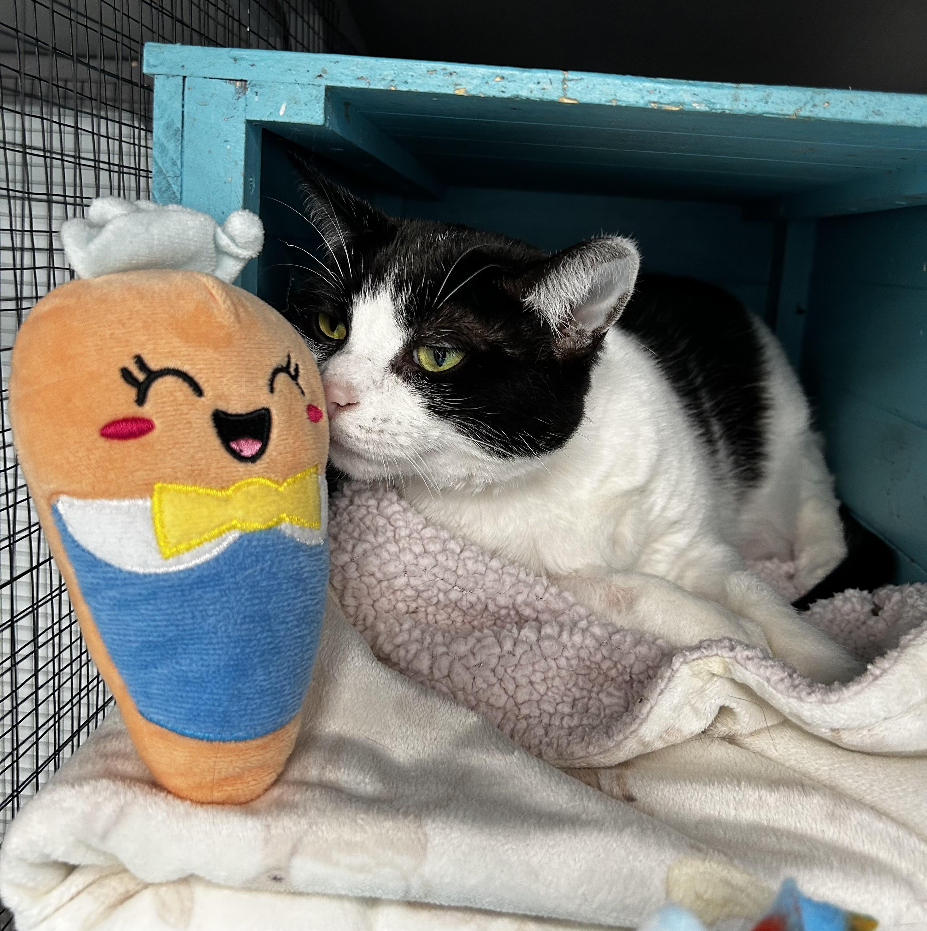 Enlarge Marge - CHOW HOUND, a Adoptable Domestic Short Hair in Grand Rapids, MI image 3/6