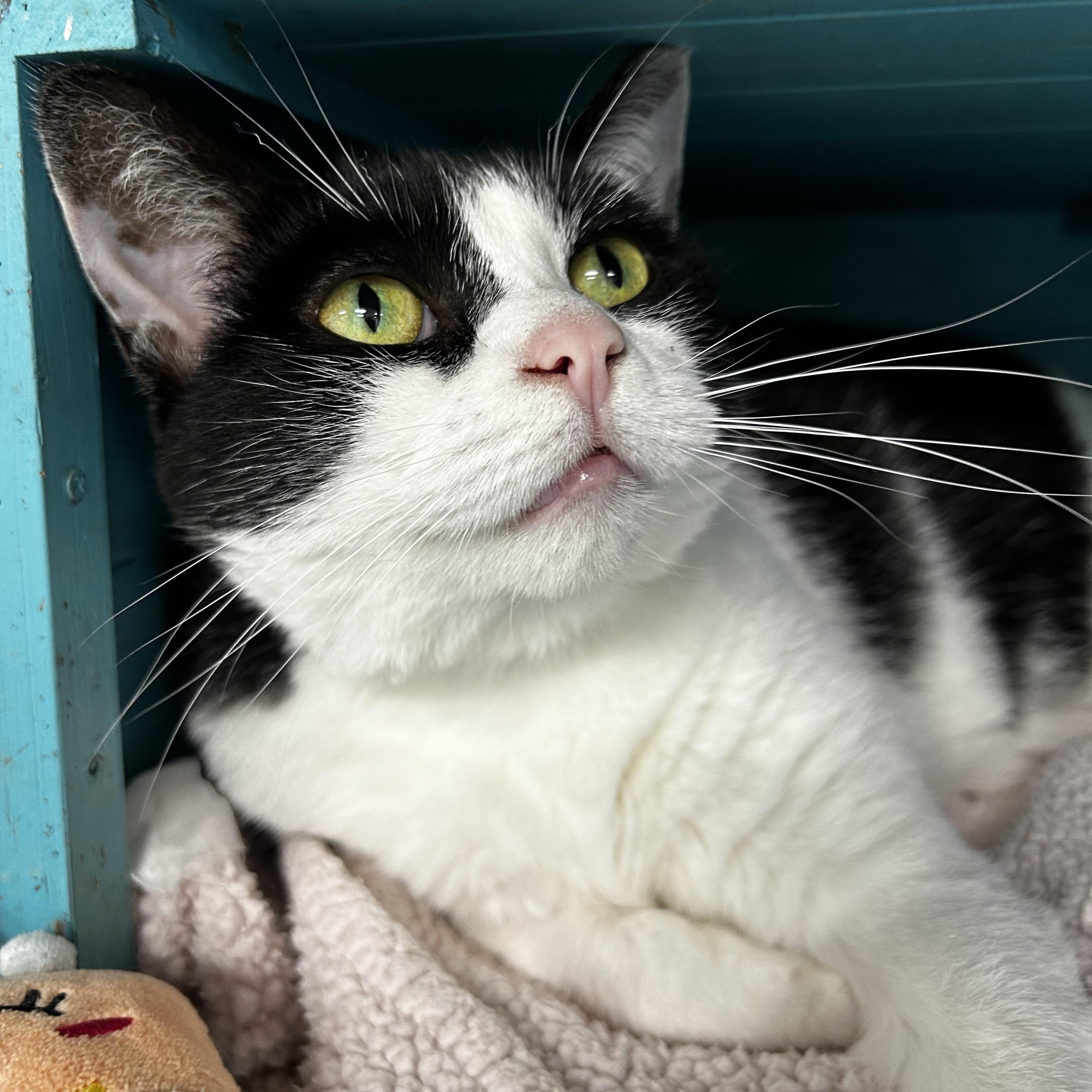 Enlarge Marge - CHOW HOUND, a Adoptable Domestic Short Hair in Grand Rapids, MI image 6/6