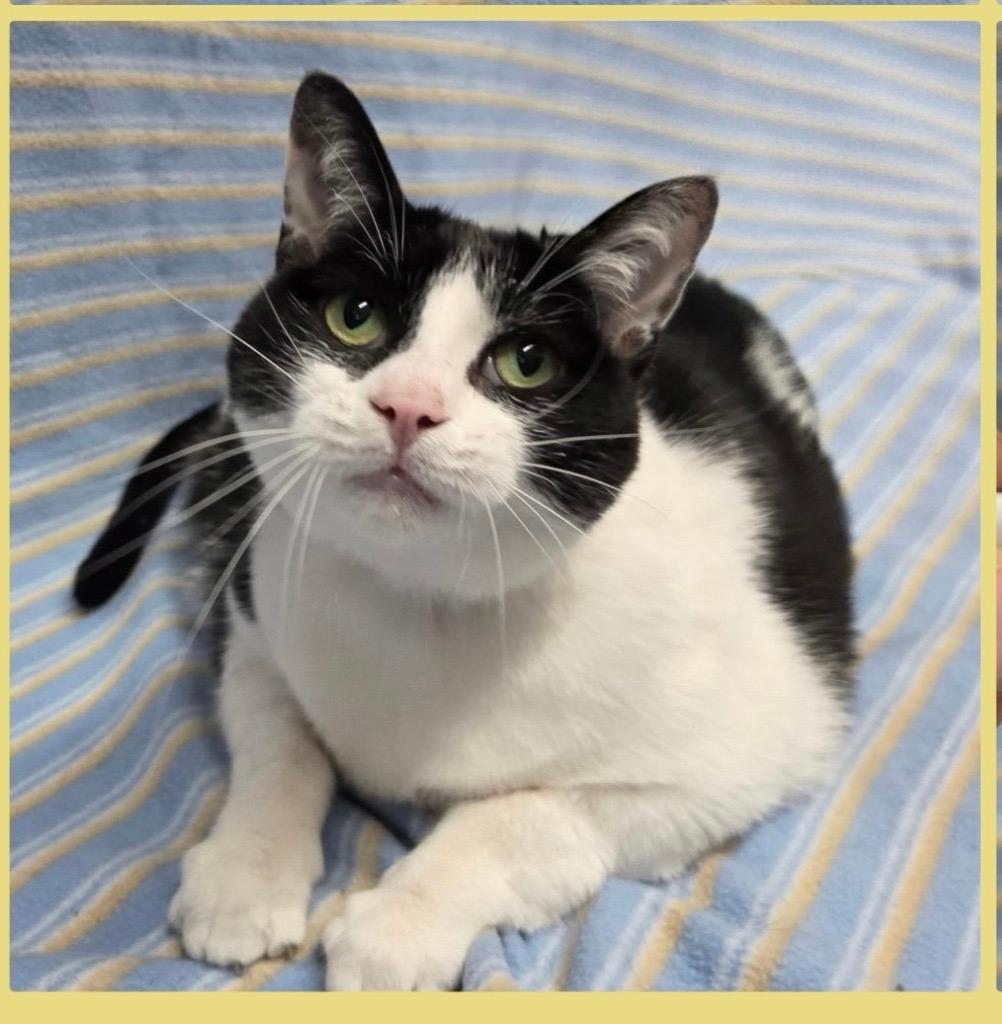 Enlarge Marge - CHOW HOUND, a Adoptable Domestic Short Hair in Grand Rapids, MI image 1/6