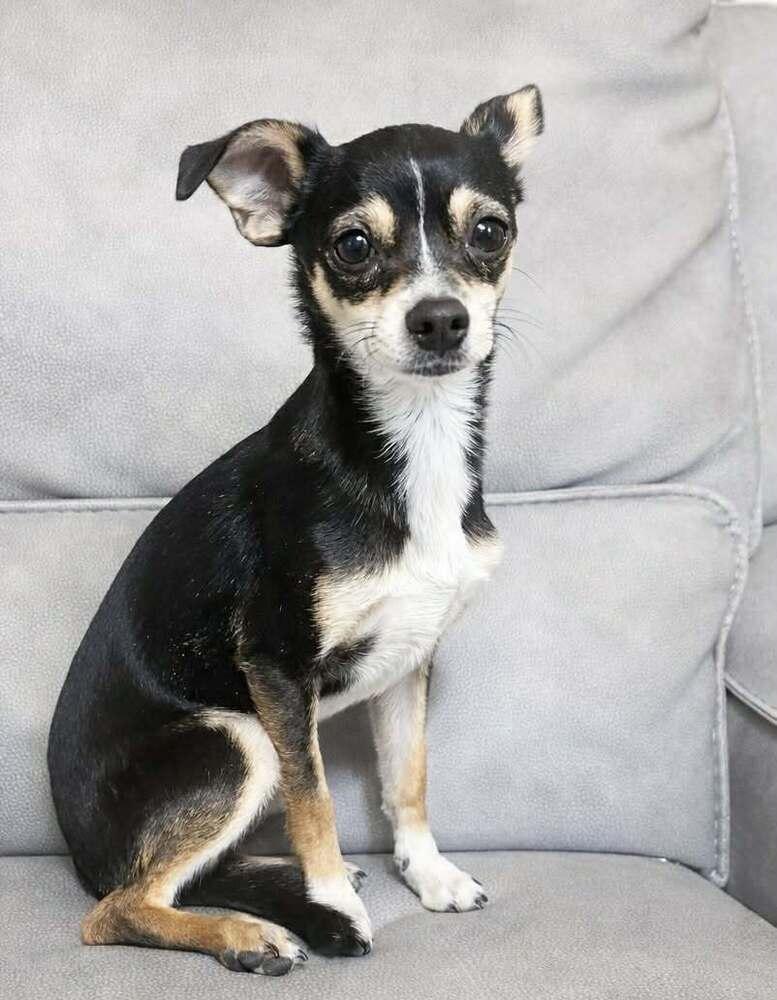 Rishi, Adoptable, Young Male Chihuahua.