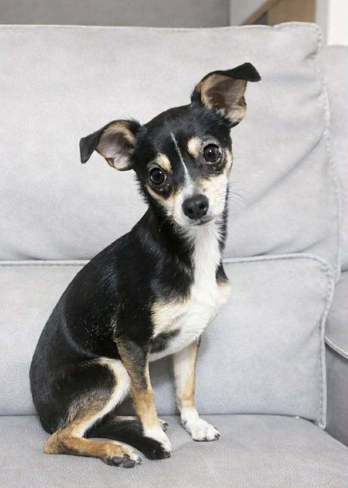 Enlarge Rishi, a Adoptable Chihuahua in Boulder, CO image 2/3