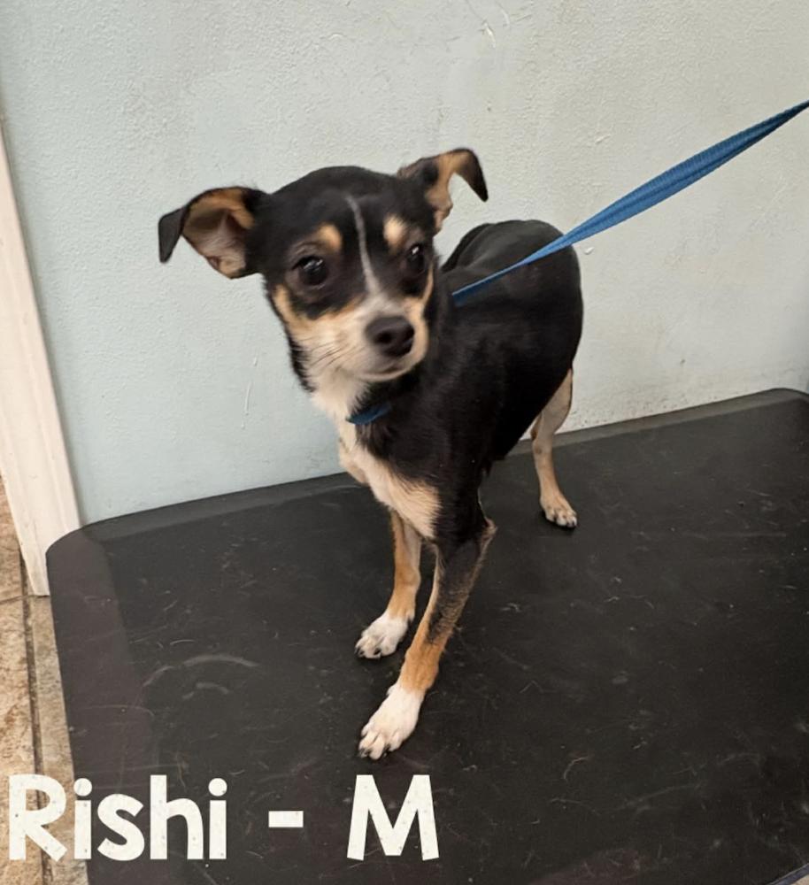 Enlarge Rishi, a Adoptable Chihuahua in Boulder, CO image 3/3