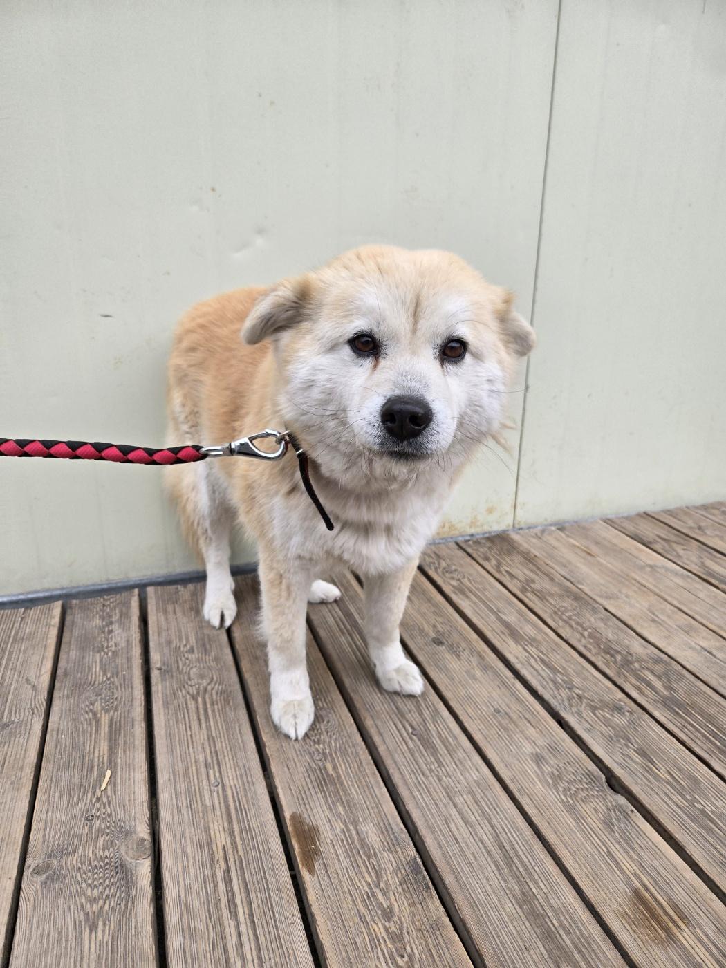 Enlarge KONA, a Adoptable mixed breed in Duluth, GA image 2/6