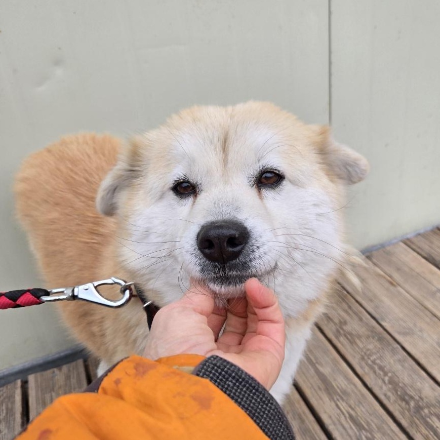 KONA, Adoptable, Adult Female Terrier.