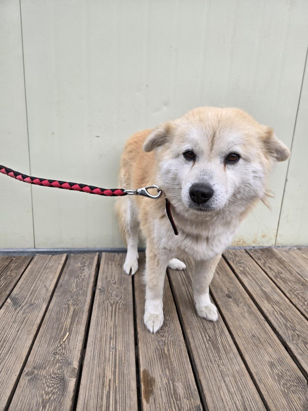 Enlarge KONA, a Adoptable mixed breed in Duluth, GA image 3/6
