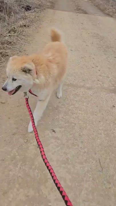 Enlarge KONA, a Adoptable mixed breed in Duluth, GA video 4/6