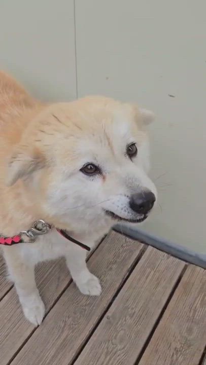 Enlarge KONA, a Adoptable mixed breed in Duluth, GA video 5/6