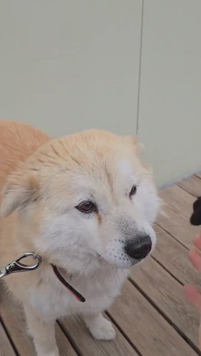 Enlarge KONA, a Adoptable mixed breed in Duluth, GA video 6/6