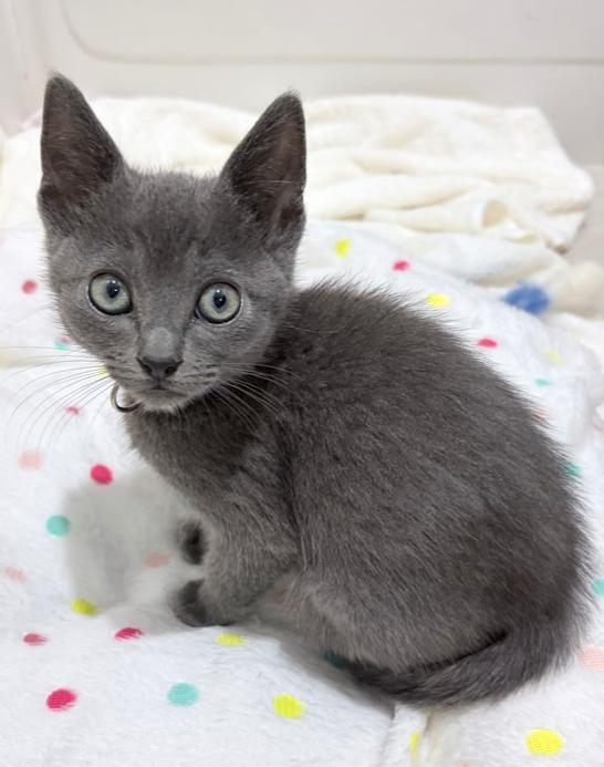 Bentley, Adoptable, Kitten Male Russian Blue.