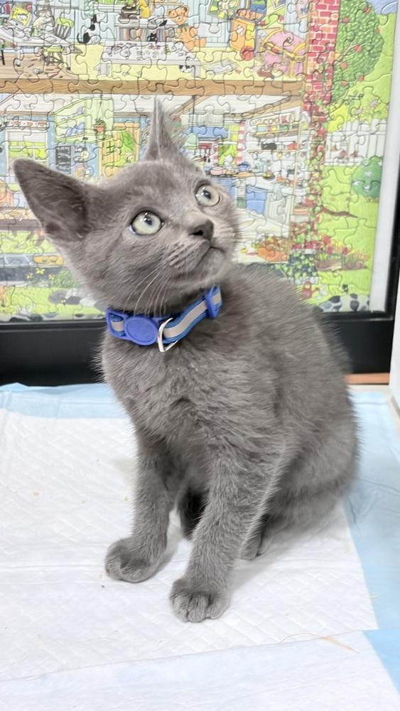 Bentley, a Adoptable mixed breed in Pacifica, CA image 2/4