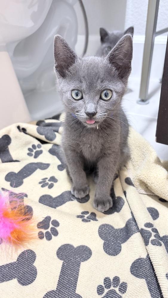 Bentley, a Adoptable mixed breed in Pacifica, CA image 4/4