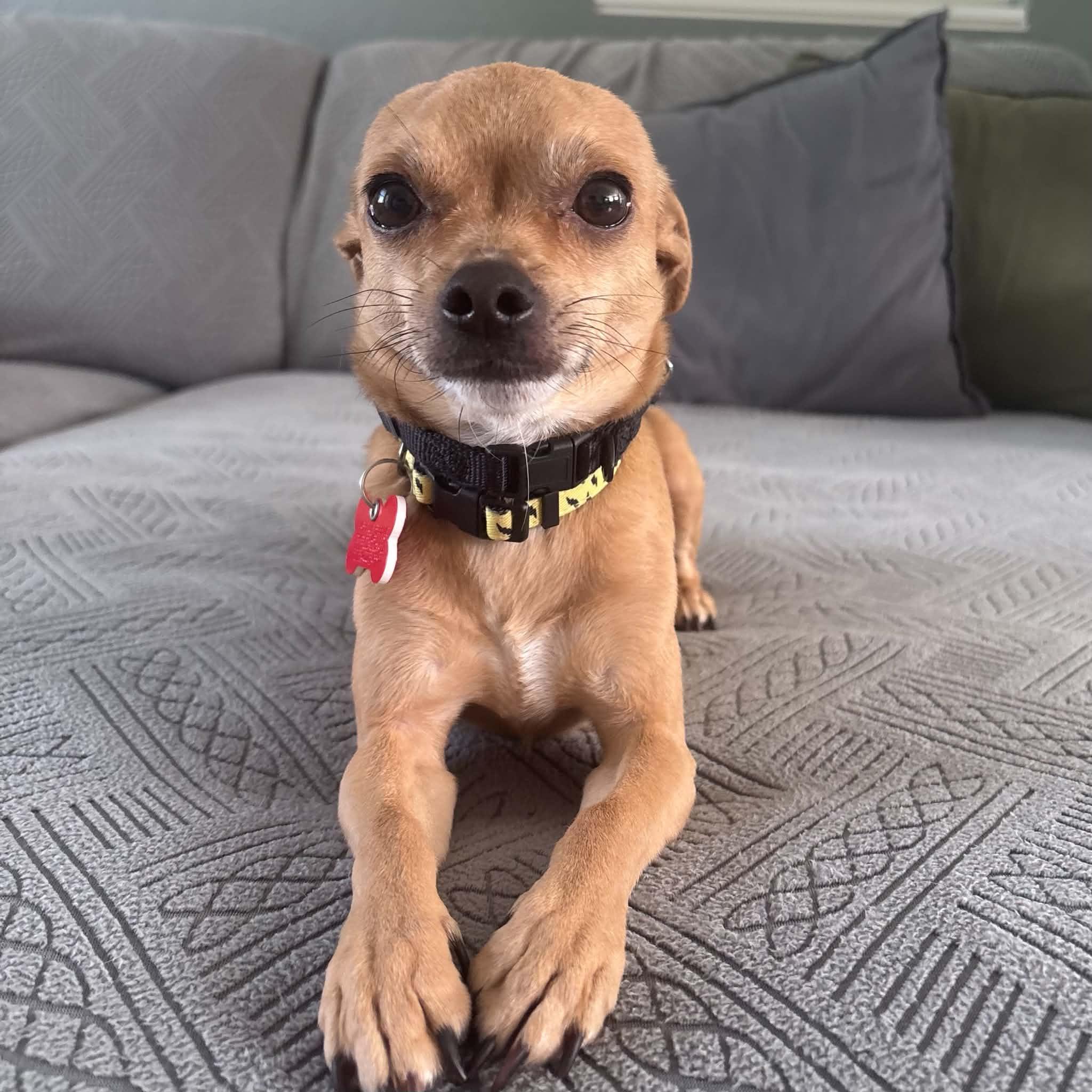 Dexter, ADOPTABLE, Young Male Chihuahua.