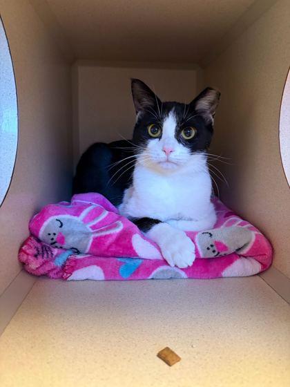 Enlarge Kit, a Adoptable Domestic Short Hair in Louisville, KY image 1/3