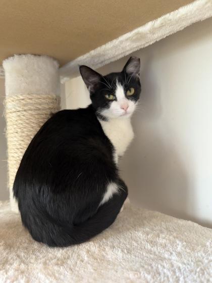 Kit, Adoptable, Kitten Female Domestic Short Hair & Domestic Short Hair.