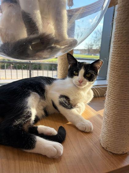 Kit, Adoptable, Kitten Female Domestic Short Hair & Domestic Short Hair.