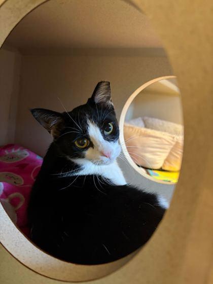 Enlarge Kit, a Adoptable Domestic Short Hair in Louisville, KY image 3/3