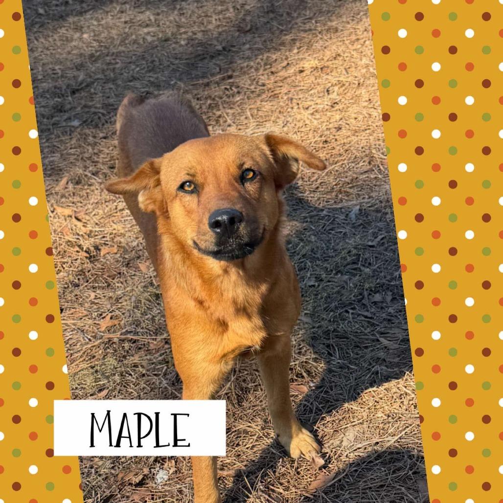 Enlarge Maple, a Adoptable Mixed Breed in Auburn, NH image 1/1