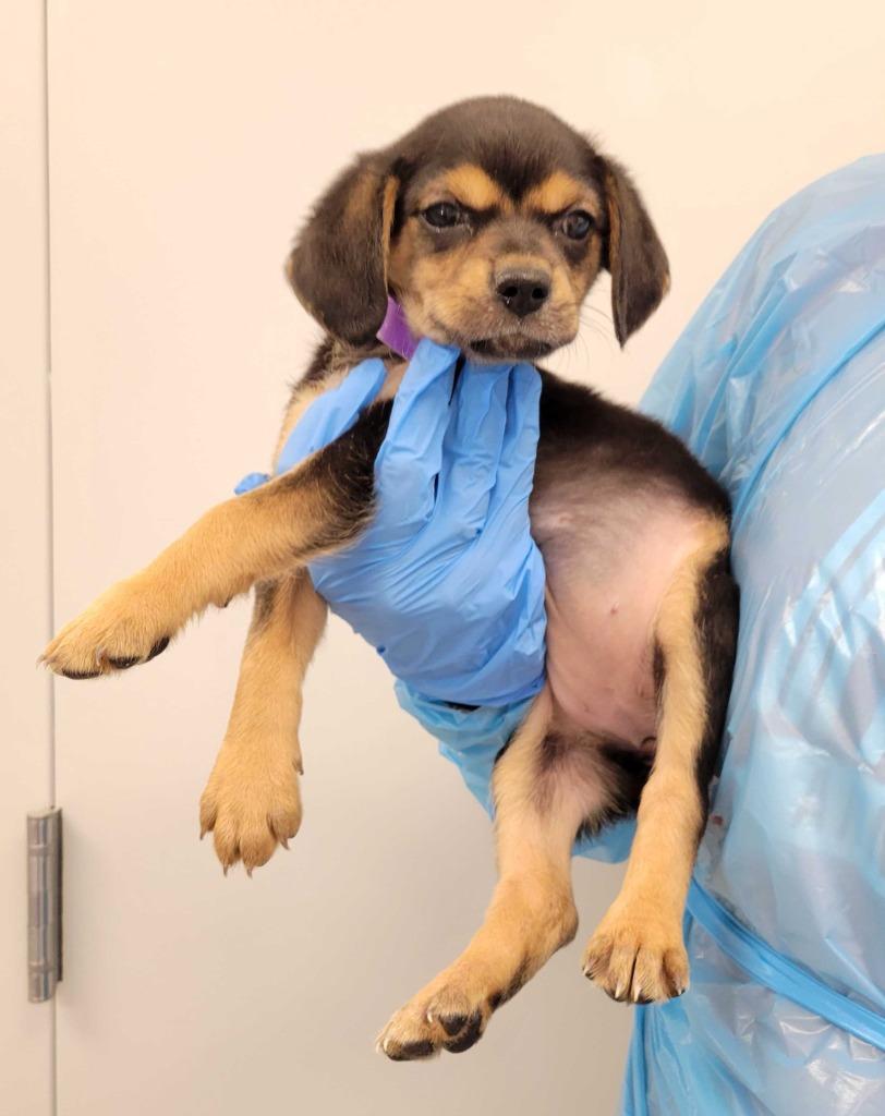 Snow White, Adoptable, Puppy Female Chihuahua & Mixed Breed.