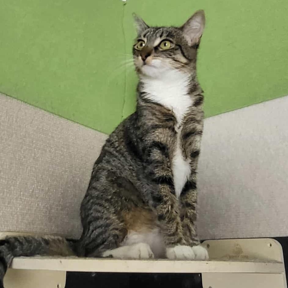 Enlarge Tigger, a Adoptable Domestic Short Hair in San Diego, CA image 3/3