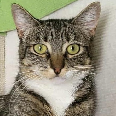 Tigger, Adoptable, Adult Female Domestic Short Hair.