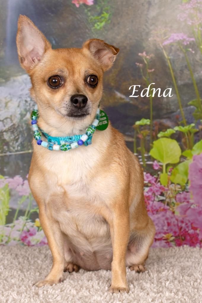 Enlarge Edna, a Adoptable mixed breed in Gilbert, AZ image 2/3