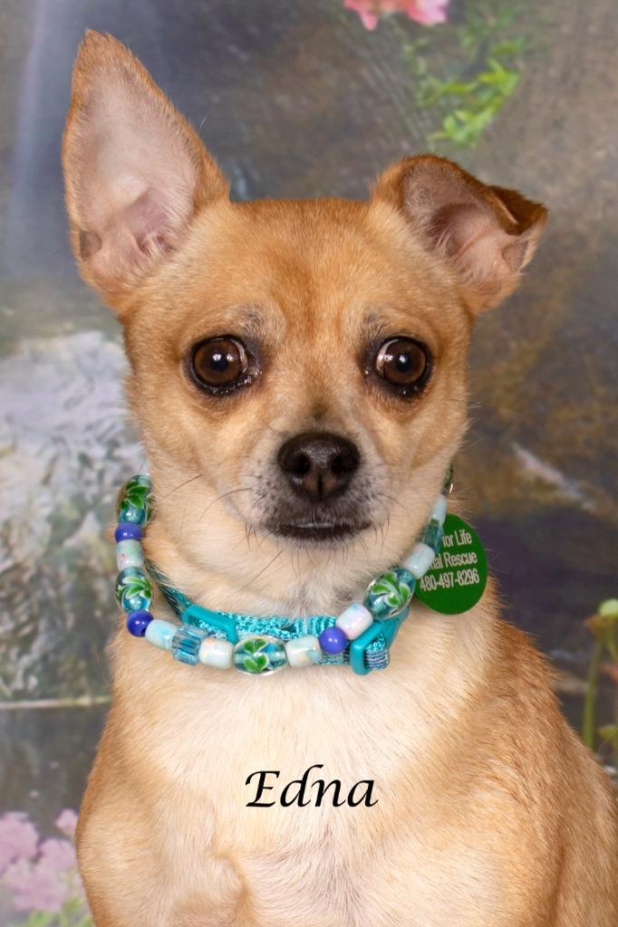 Enlarge Edna, a Adoptable mixed breed in Gilbert, AZ image 3/3