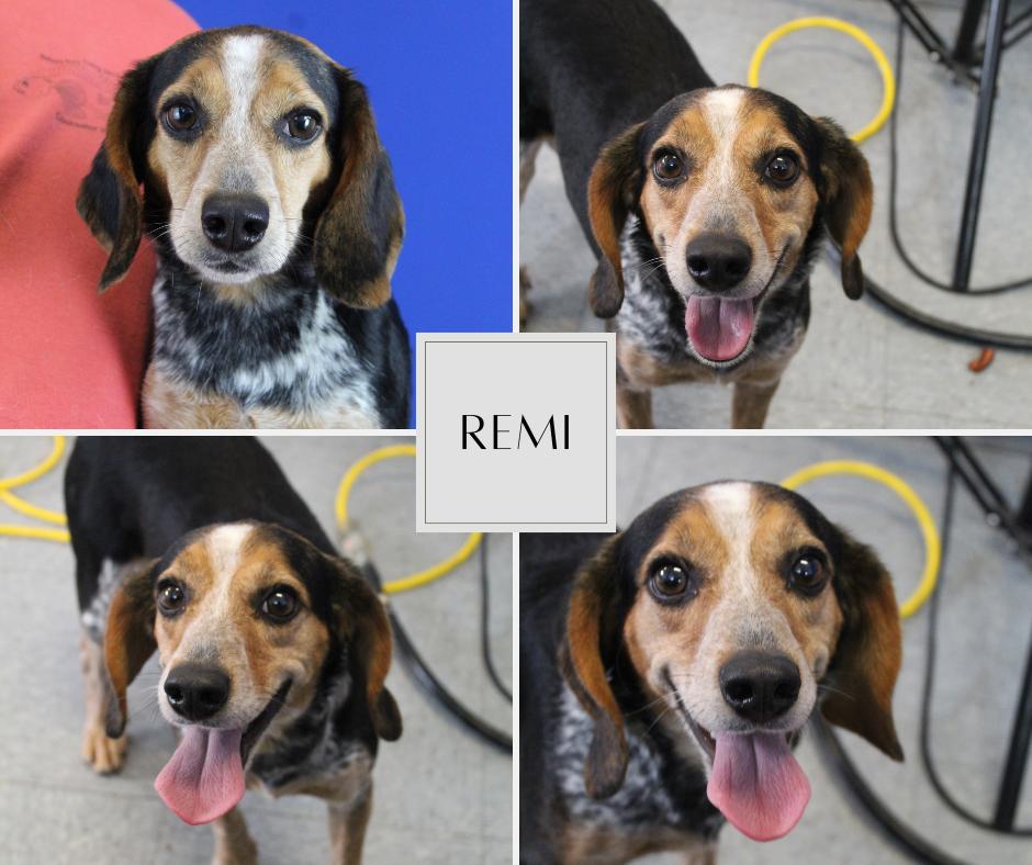 Enlarge Remi, an adopted Beagle in Prairieville, LA image 6/6