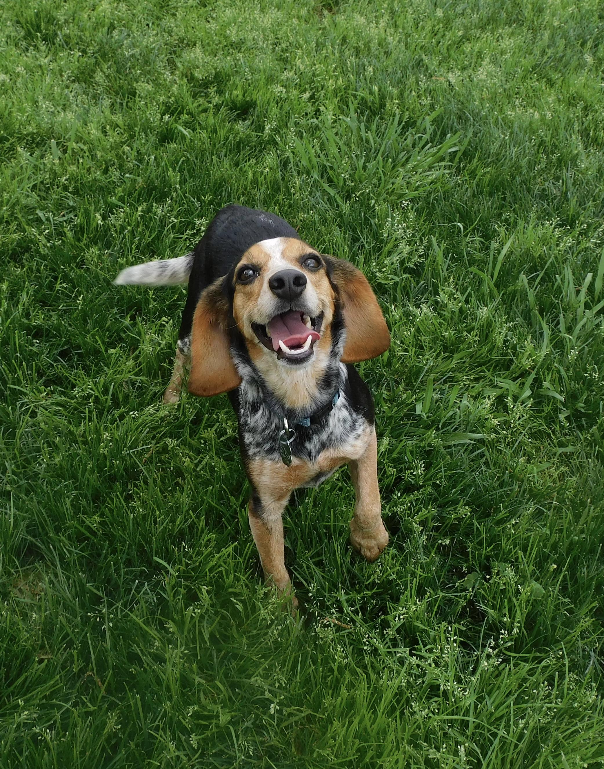 Enlarge Remi, an adopted Beagle in Prairieville, LA image 2/6