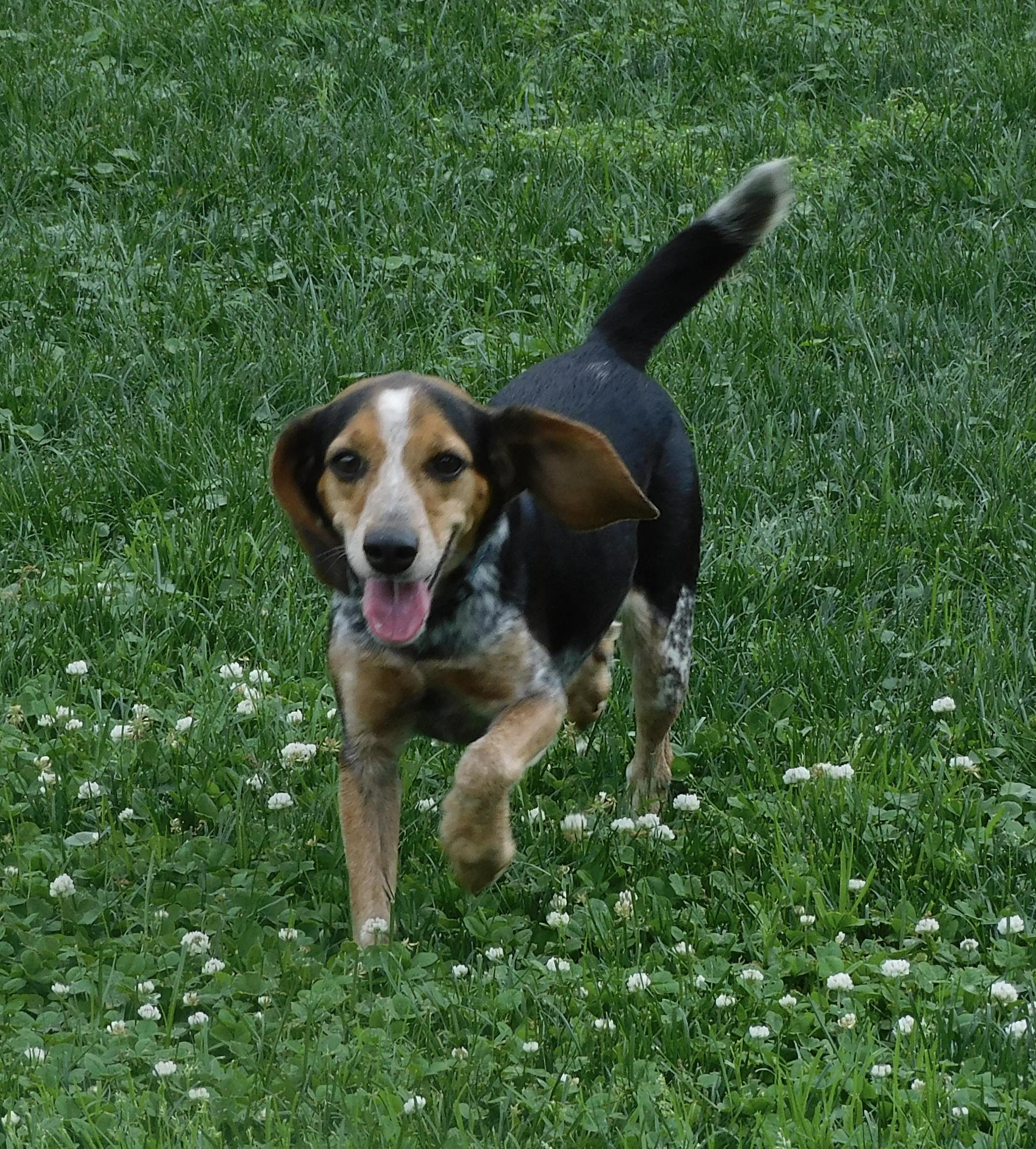 Enlarge Remi, an adopted Beagle in Prairieville, LA image 4/6