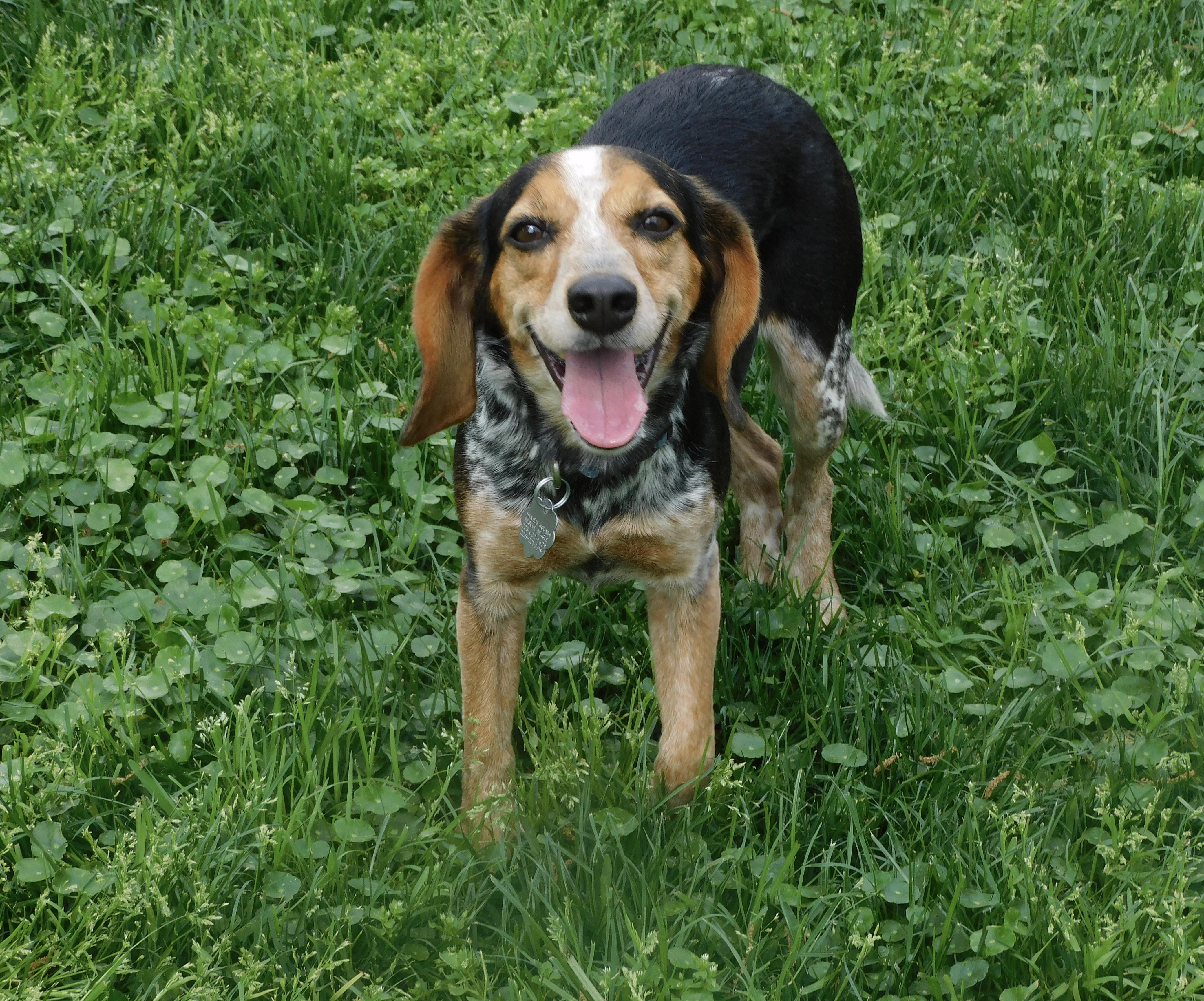 Enlarge Remi, an adopted Beagle in Prairieville, LA image 5/6