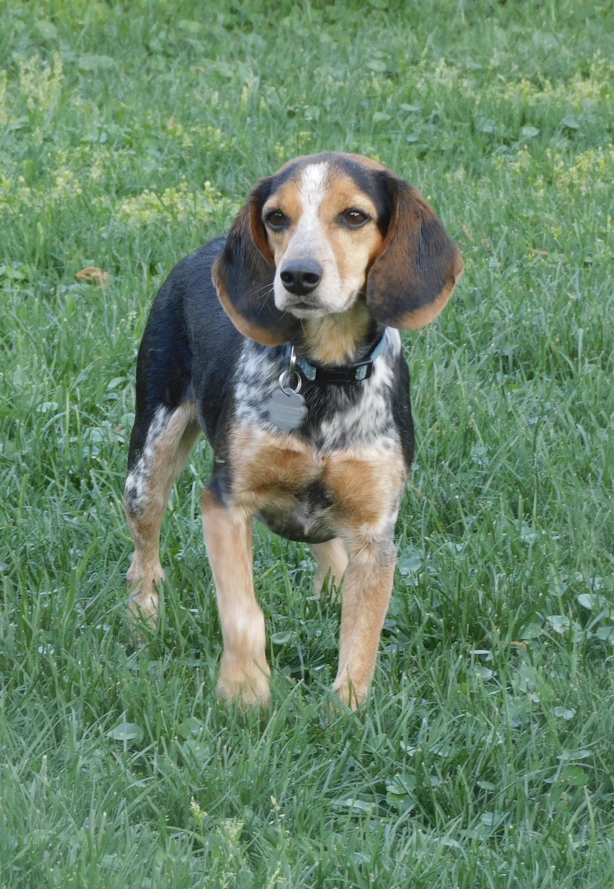 Enlarge Remi, an adopted Beagle in Prairieville, LA image 3/6