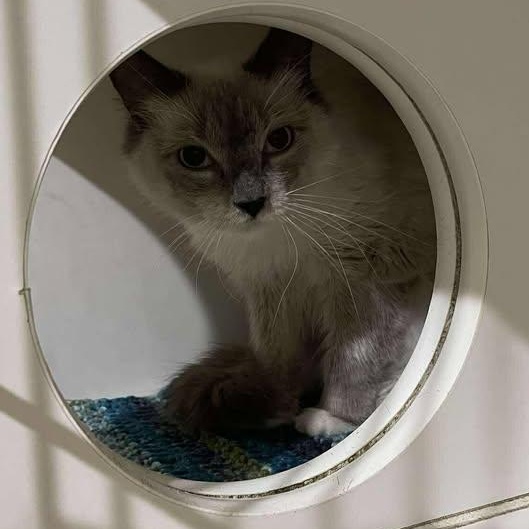 Enlarge White Button, an adopted Domestic Long Hair in Winthrop, ME image 1/1