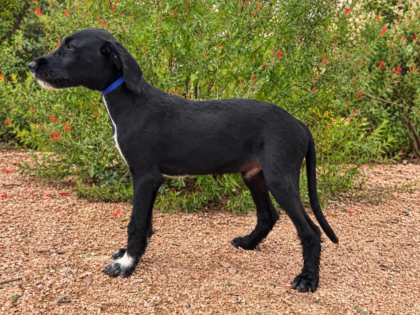 Ryder, Adoptable, Young Male Labrador Retriever & Standard Poodle.