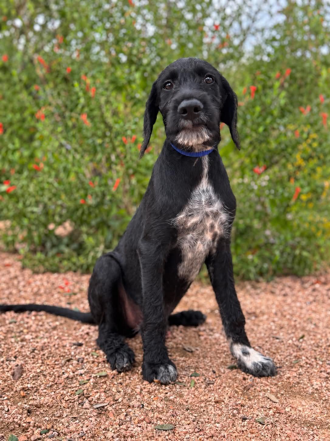Enlarge Ryder, a Adoptable mixed breed in Helotes, TX image 2/3
