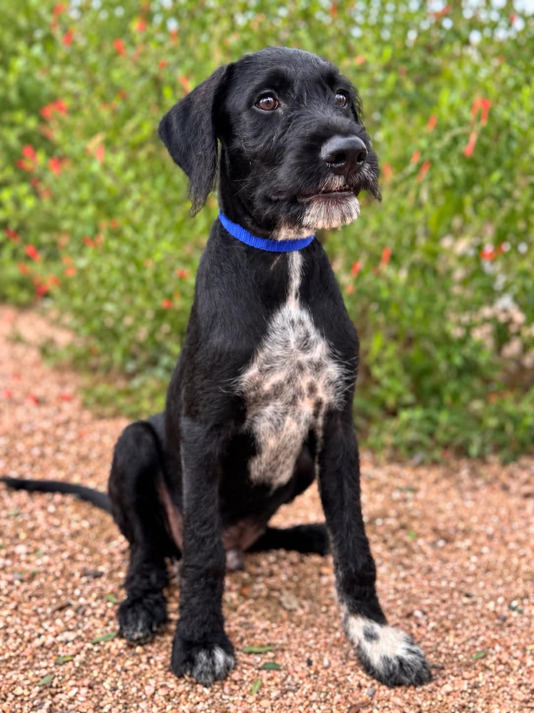 Enlarge Ryder, a Adoptable mixed breed in Helotes, TX image 3/3