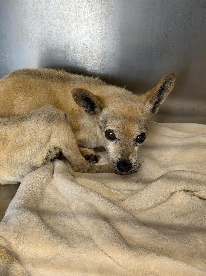 Chico, ADOPTABLE, Senior Male Chihuahua.