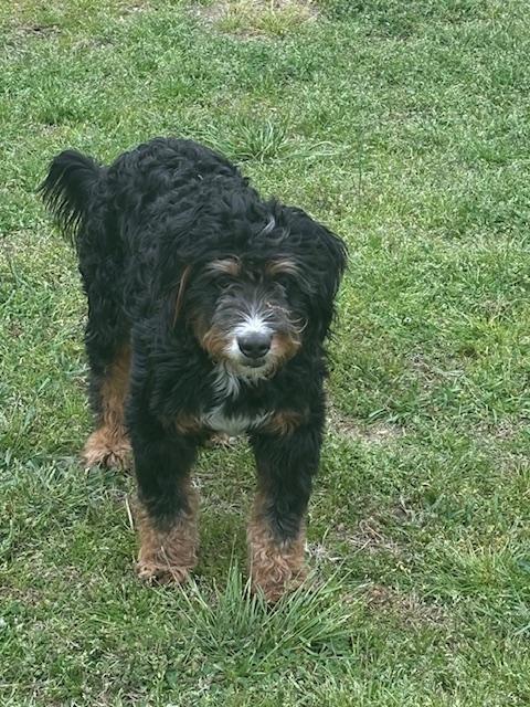 Enlarge SKEETER, a ADOPTABLE Bernadoodle in Port Elizabeth, NJ image 3/5