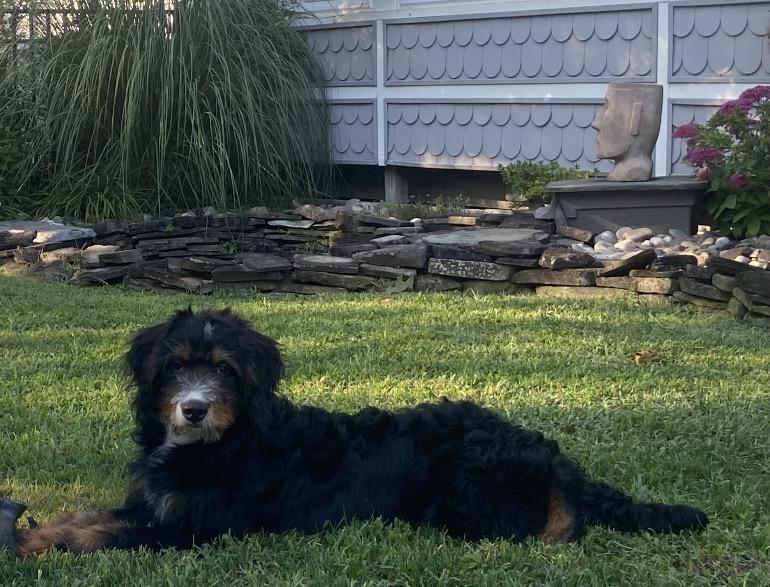 Enlarge SKEETER, a ADOPTABLE Bernadoodle in Port Elizabeth, NJ image 1/5
