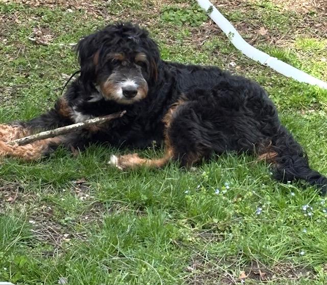 Enlarge SKEETER, a ADOPTABLE Bernadoodle in Port Elizabeth, NJ image 2/5