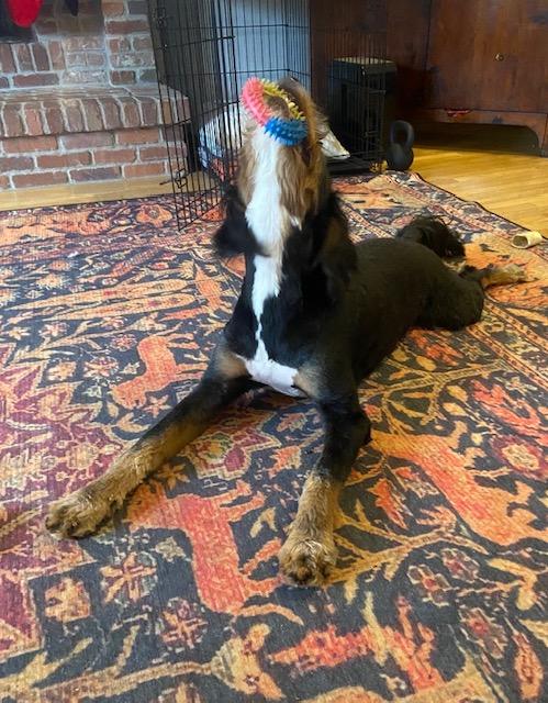 Enlarge SKEETER, a ADOPTABLE Bernadoodle in Port Elizabeth, NJ image 4/5