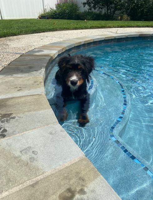Enlarge SKEETER, a ADOPTABLE Bernadoodle in Port Elizabeth, NJ image 5/5