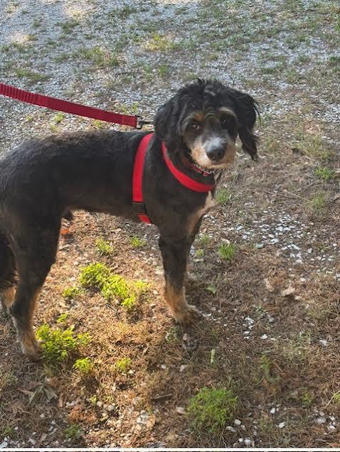 SKEETER, ADOPTABLE, Young Male Bernadoodle.